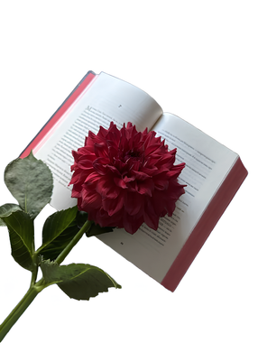 Книга : Rouge. Мона Авад (зі зрізом)